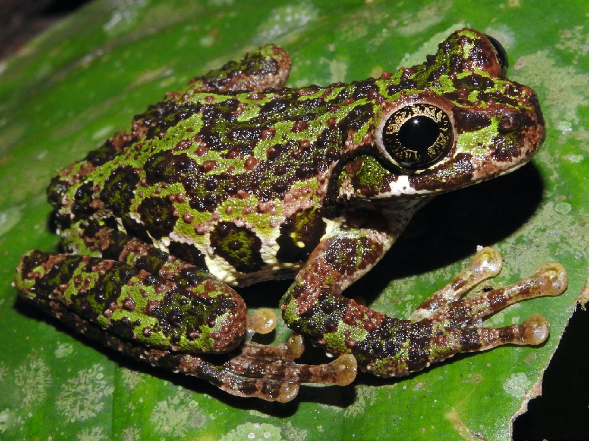 Charadrahyla viruela, holotype in nature.
