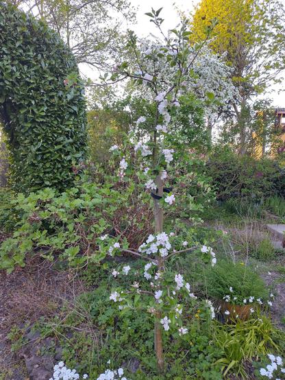 bloeiend appelboompje
