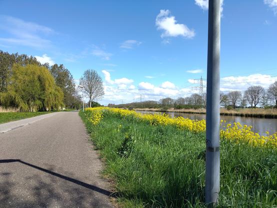 kool- of raapzaad langs de Lage Vaart