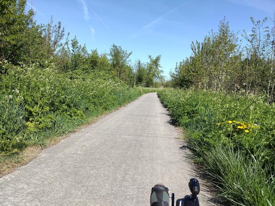 bloeiend fluitenkruid