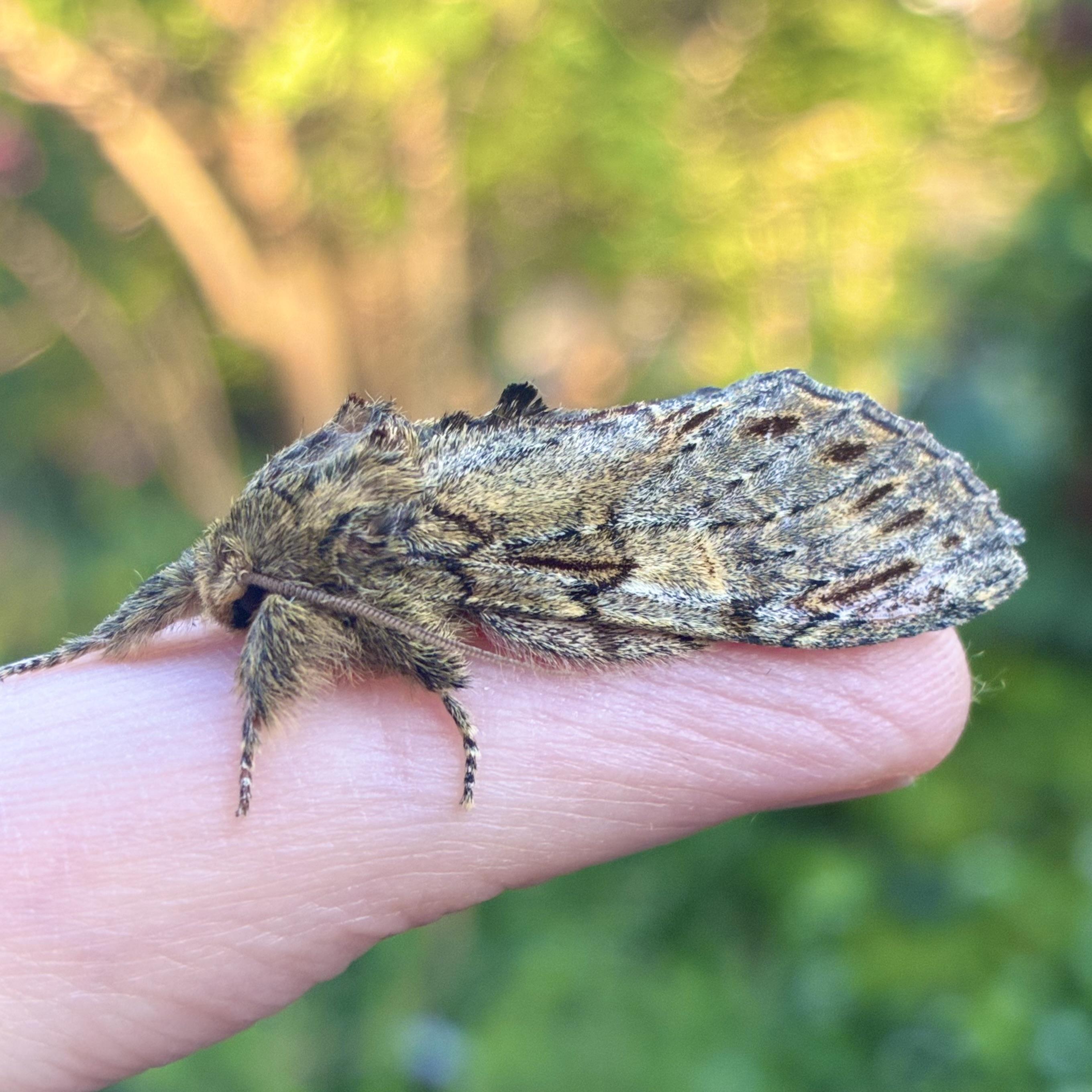 A side-profile close-up of a 4cm long large Great Prominent moth resting on a person’s index finger. It has its wings tented over its abdomen, not flat. The moth has a heavy, furry body and intricate wood-like camouflage. Its forewings are mottled with shades of oak-bark grey, sandy brown, and charcoal, featuring wavy dark lines and a row of dark spots near the outer edge. A distinctive dark, tooth-like tuft of scales protrudes from the top of its back (the "prominent" feature). The moth’s head and legs are densely covered in thick, tawny-brown "fur," and its antennae are tucked back against its body. The background is a soft, out-of-focus garden scene with green foliage and golden sunlight filtering through trees.