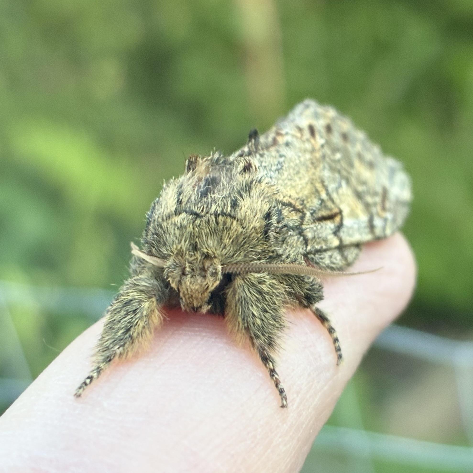 A front-facing, macro photograph of a Great Prominent moth resting on a human finger. The moth’s face and "shoulders" (thorax) are covered in dense, light brown and grey hairs, giving it a fuzzy, owl-like appearance. Its two front legs are stretched out in front, gripping the finger. These are also heavily spurred with fur, ending in delicate black-and-white striped feet. A pair of thin, feathered antennae extend horizontally to either side across the finger. Behind the head, the moth’s body tapers away, showing its camouflaged wings and the dark, tufted ridge along its back. The background is a soft green blur of garden foliage,