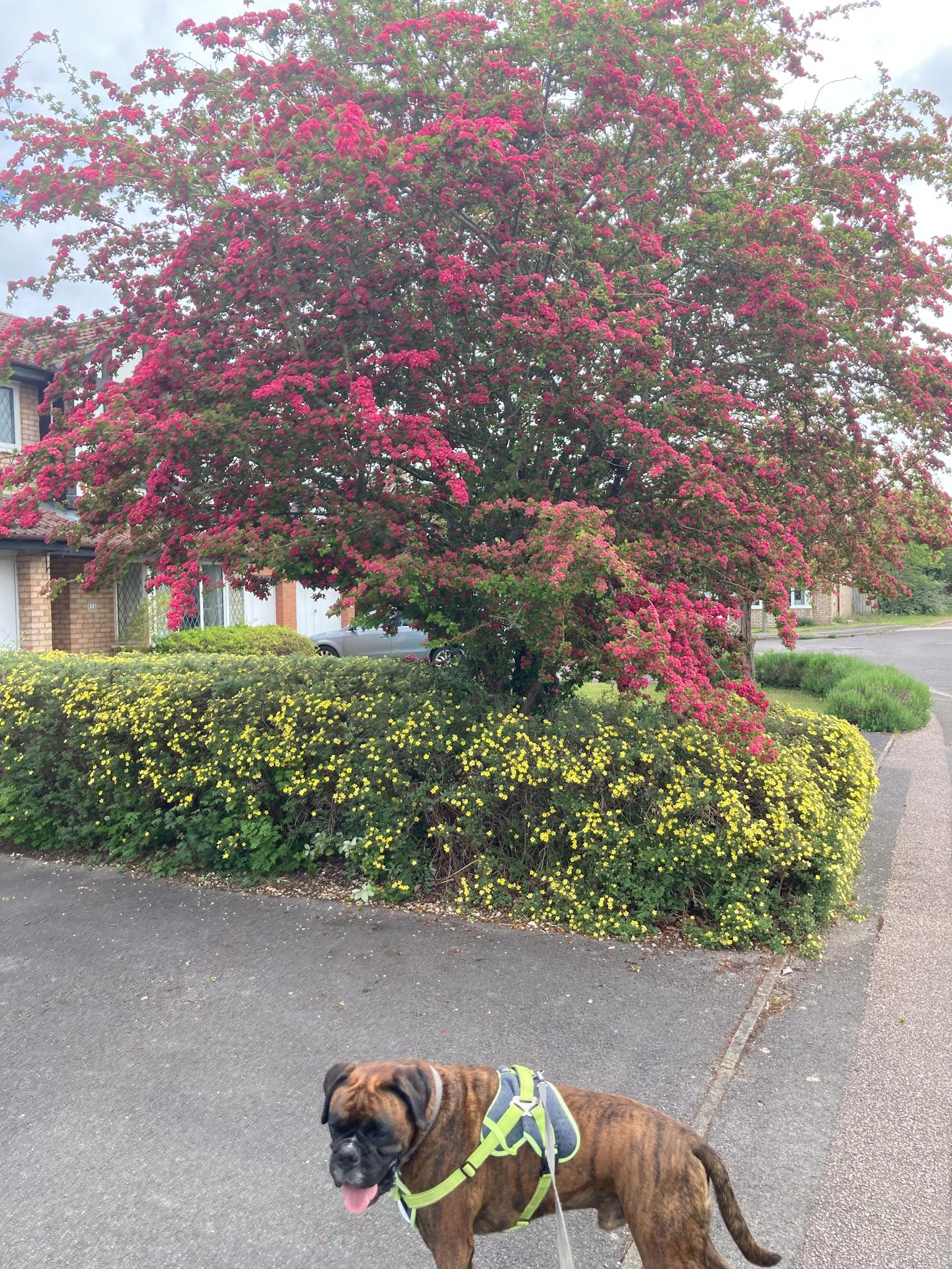 A mass of red flowers of an English midland hawthorn providing colour above a yellow flowering hedge bordering a driveway. A brindle boxer dog wearing a green and black harness is looking away from the tree with his tongue hanging out.