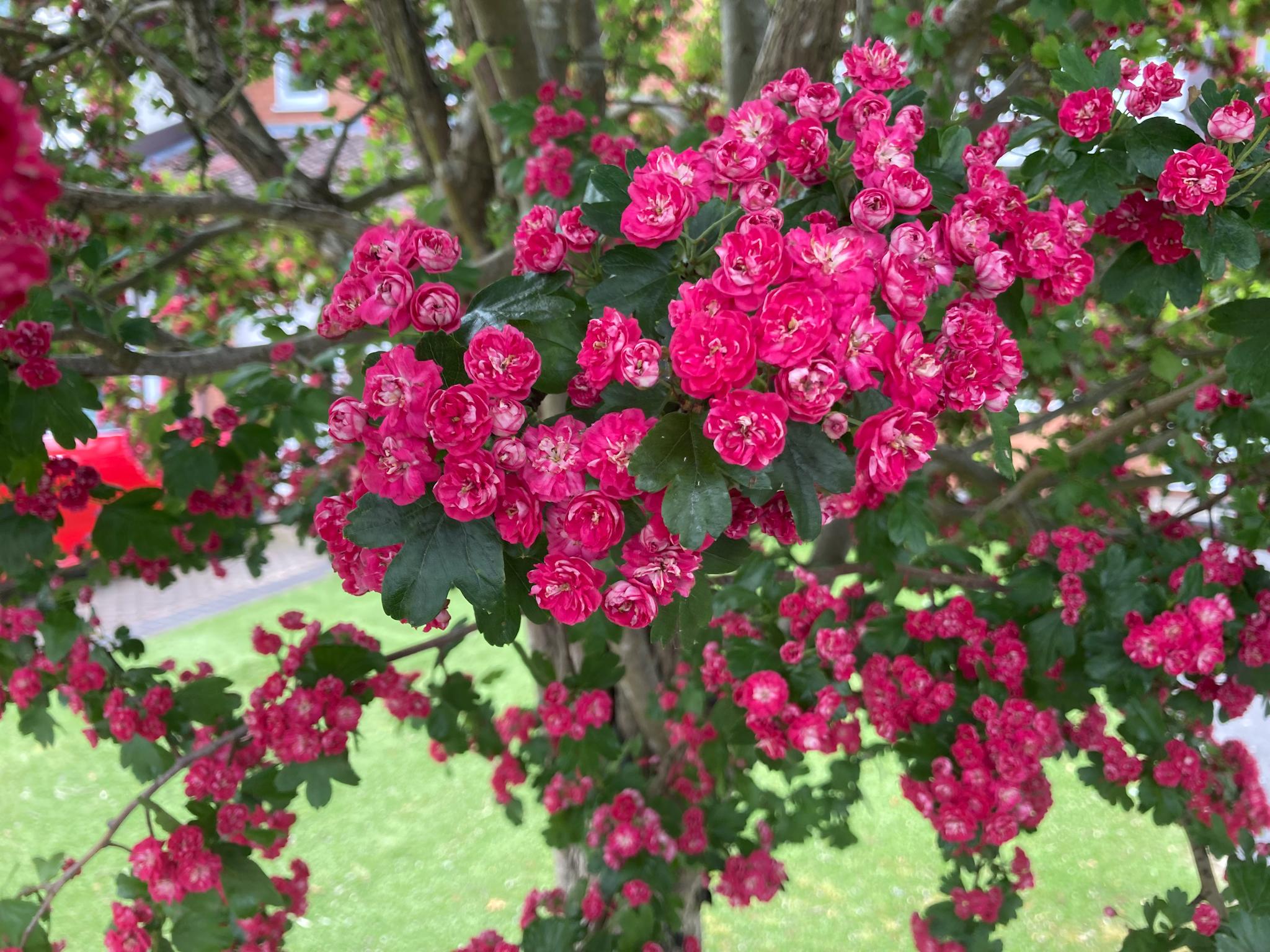 An English midland hawthorn tree with a closer view of a multitude of its small red flowers.