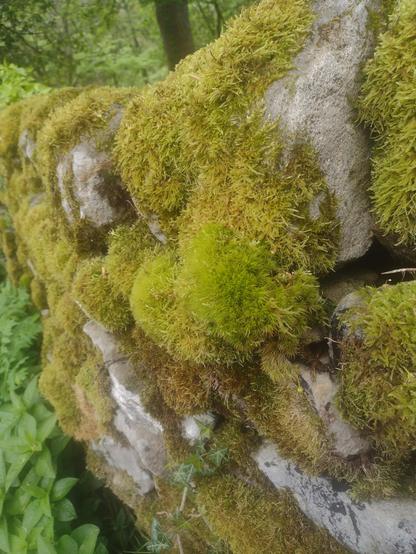A limestone wall thickly covered on moss