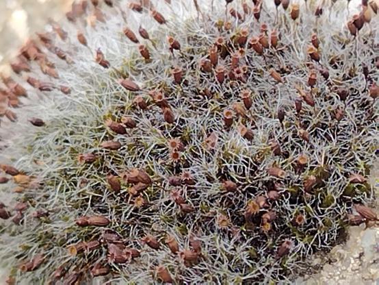 Dry, seeding moss on a limestone wall. White moss filaments interspersed with dark red seedheads