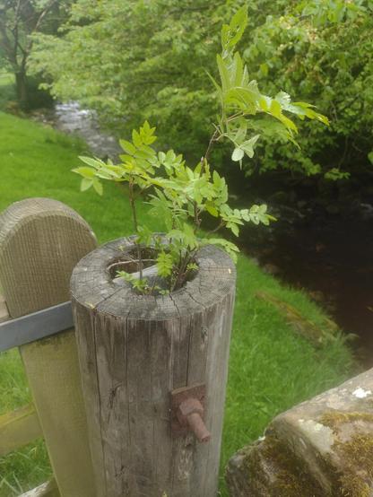 A wooden field gatepost with a small sapling growing from the top