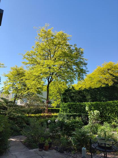 Tuin en bomen in de straat.