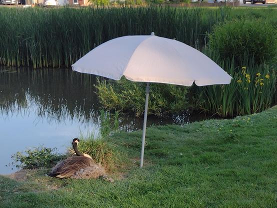 A Canadian Goose nesting on short grass adjacent to a pond. Reed bed in the background 