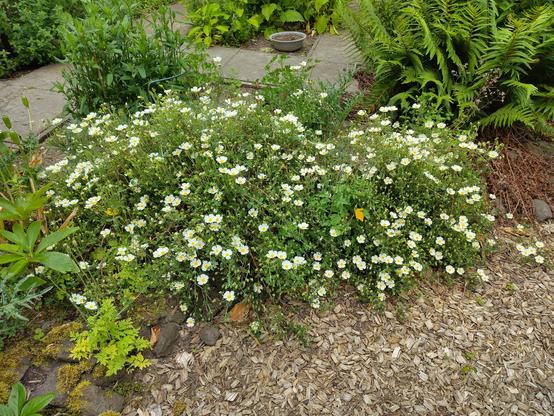bloeiende cistus