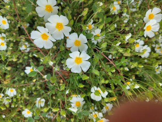 bloeiende cistis, be bloemen van vandaag en de knoppen voor morgen