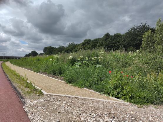 berenklauw langs de fietssnelweg