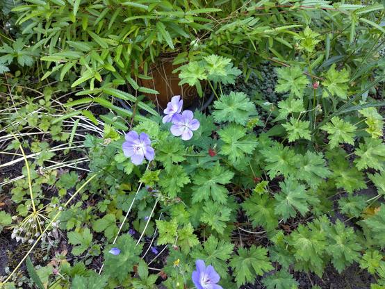 geraniums