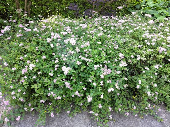 spirea kleine prinses