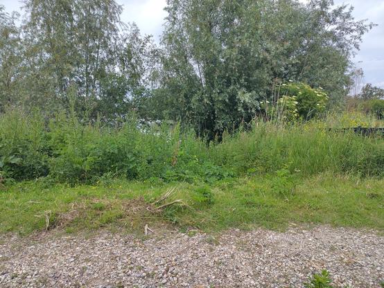 tussen de bomen ligt een Oostvaardersplas
