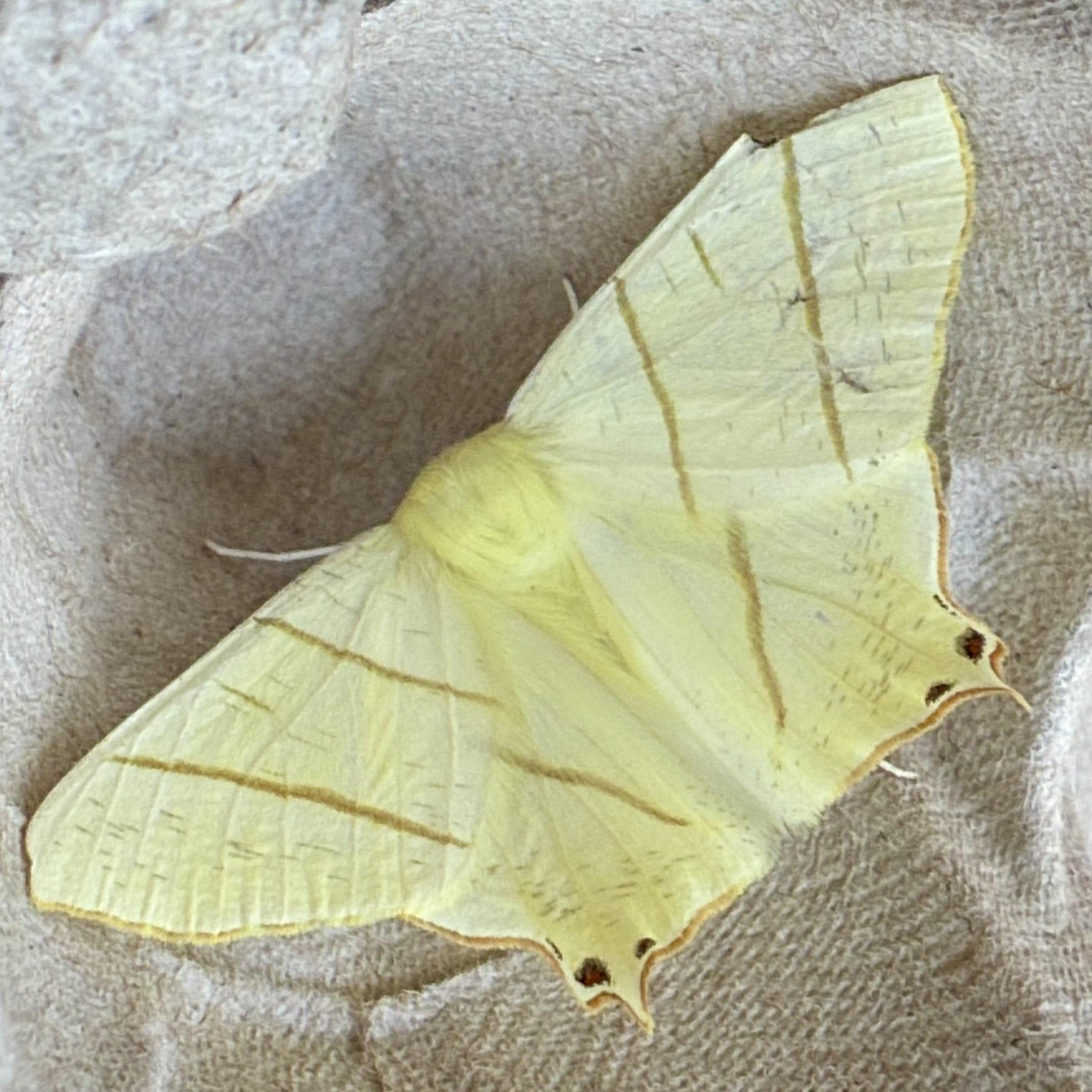 A large, flat, pale canary yellow moth. Its forewings are spread out so that the underwings are visible. The top line of its forewingswings is straight left to right with its yellow furry head buried in the centre. The corners of the exposed underwings are pointed like a swallow's tail and dabbed with two red specks like blood spots. The wings have three or four thin red-brown stripes which angle gently inwards towards the central abdomen. It sits on a grey egg tray.