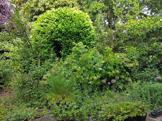 tuin