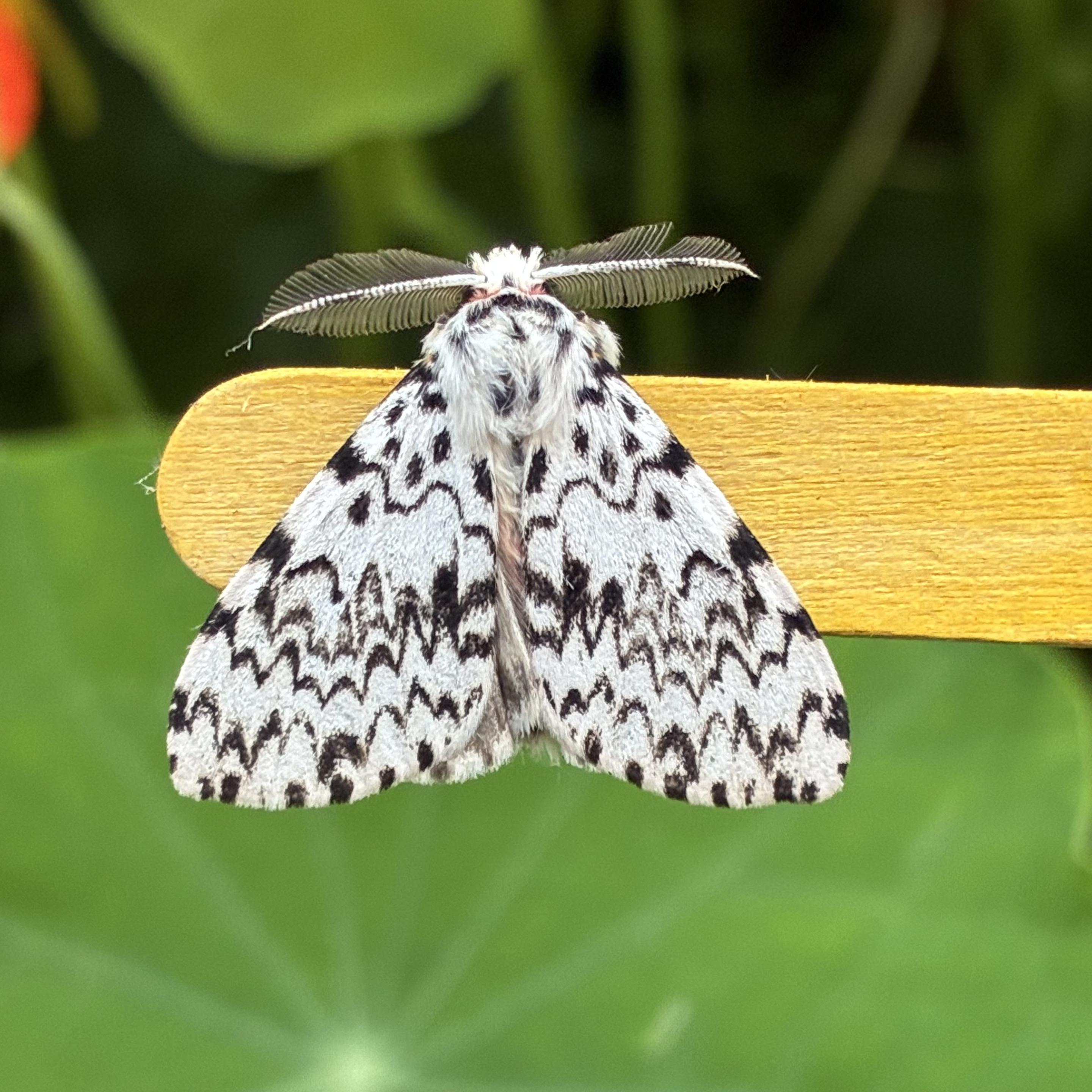 A 2x2x2cm flat triangular moth on a yellow lolly stick. It is white with a series of thin, jagged, black horizonal lines traversing the wings like a wild lie detector graph. Above the top jagged line at the thorax and head there are some dalmatian spots. It has two short but wide feathered antennae pointing left and right. The right one appears to have a tiny chunk missing. The background is blurred nasturtium leaves.
