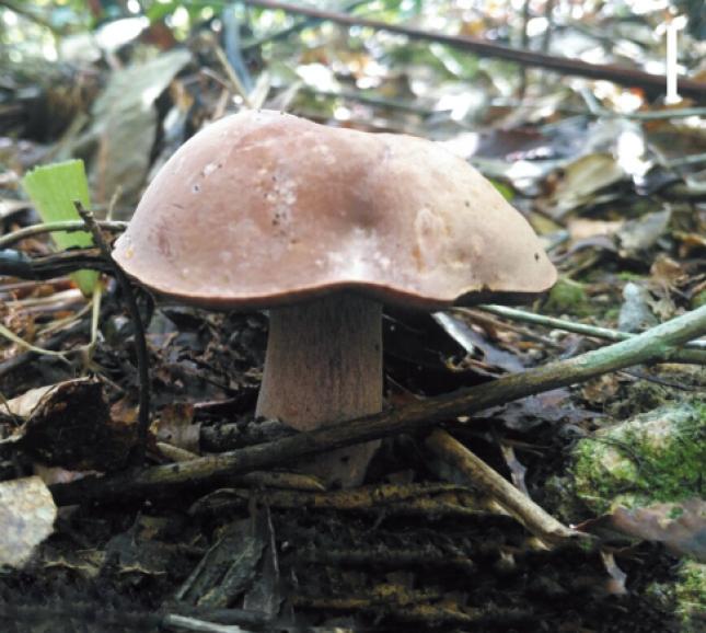 Basidiomata of Sutorius yuxiensis in nature.