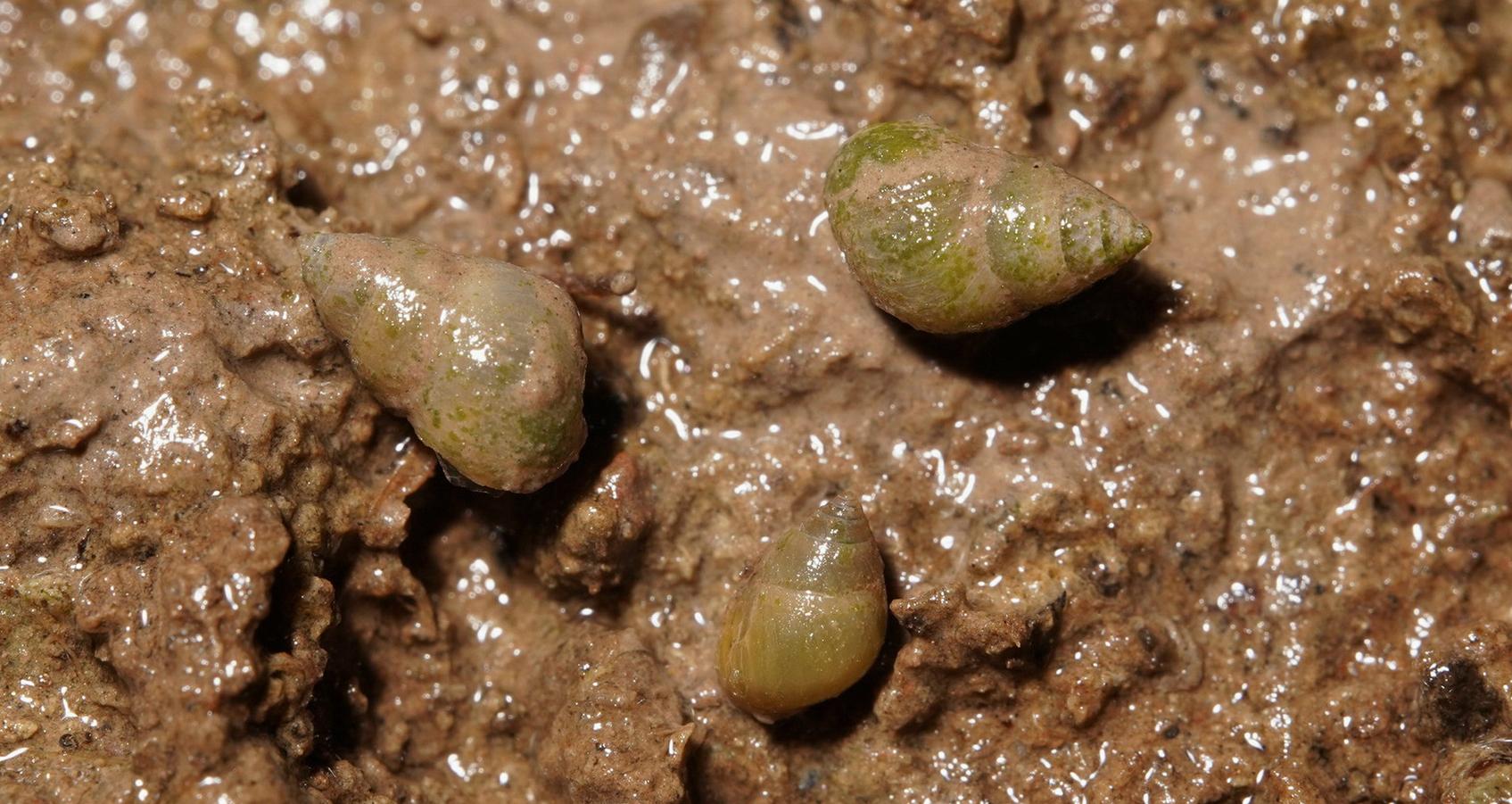 Pseudomphala zhoushanensis, live specimen.