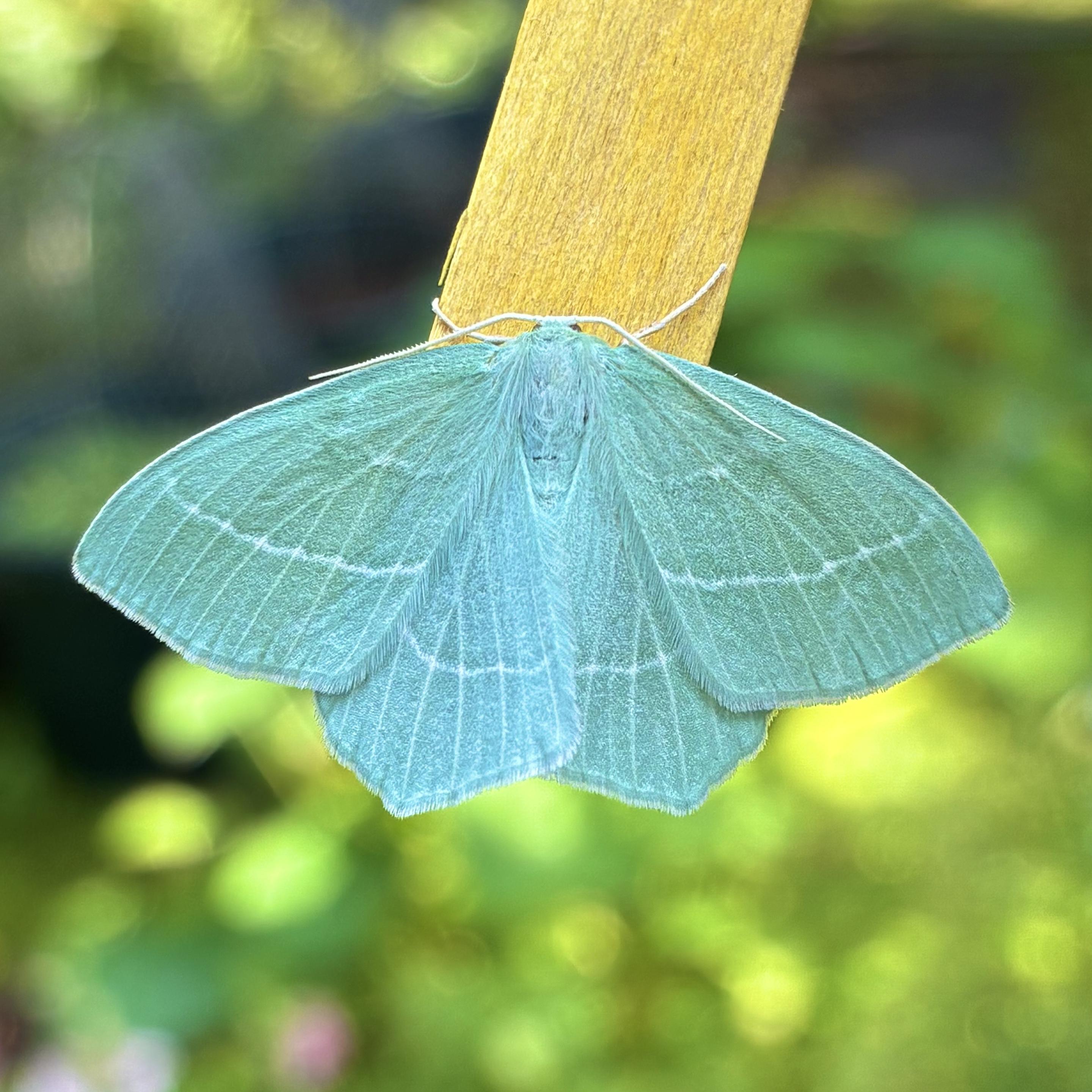 A small-medium sized entirely flat moth (about 3cm across) sitting on a yellow lolly stick. It holds its forewings slightly open with its underwings visible and so the shape is like a stretched diamond or lozenge shape. It is a neat, matte pale emerald green with two thin white lines running horizontally across its wings. The underwings are also green but paler. The background is green and yellow blurred garden