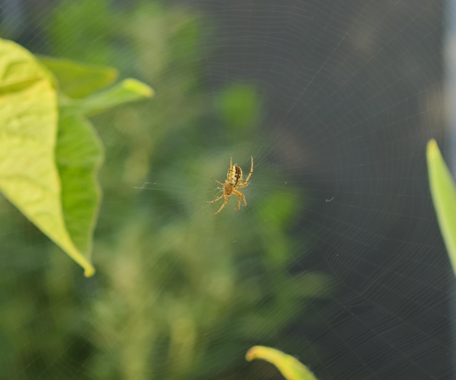 Eine nur Millimeter winzige Kreuzspinne mit heller Zeichnung sitzt in einem Spinnennetz, am Rand des Bildes ragt ein grünes Blatt rein