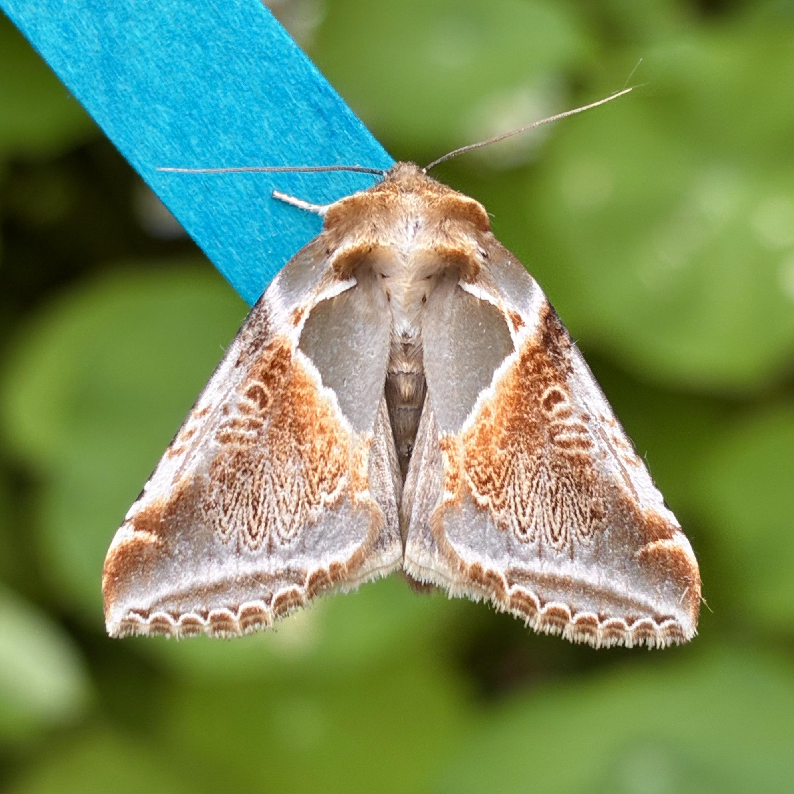 A top-down photograph of a Buff Arches moth resting with its triangular wings spread flat against a vibrant blue wooden stick. The wings show a highly detailed, symmetrical pattern, The upper, inner sections of the wings are a smooth, satiny silvery-grey. This grey area is framed by a striking, bright white line that swoops down each side, forming a distinct "V" shape. Outside of this white line, the lower halves of the wings are filled with large patches of rich, warm caramel packed with very fine, dark brown wavy lines that look like intricate ripples. The moth's head and fuzzy shoulders are a warm chocolate-brown, and its two thin antennae extend straight out to the sides. The background is a soft, out-of-focus garden green