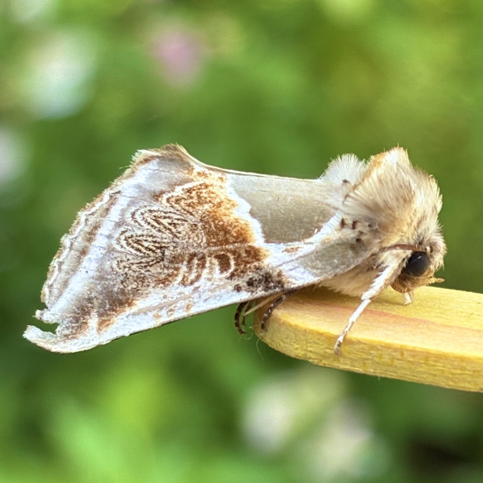 A side-profile photograph of a Buff Arches moth resting on the rounded edge of a yellow wooden stick. The moth features a highly decorative, graphic wing pattern of two halves. The front section of the forewing is a smooth, satiny olive-grey, which is sharply divided from the rear section by a bold, curving, clean white line. Inside the rear section, there is a patch of warm, caramel buff filled with a series of intricate, dark brown zig-zagging "arches". Its thorax is covered in a thick, fluffy crest of pale olive-ggrey and a glossy black eye is visible on its downward-tilted head. The background is a soft, bright blur of green garden foliage with a hint of pink.
