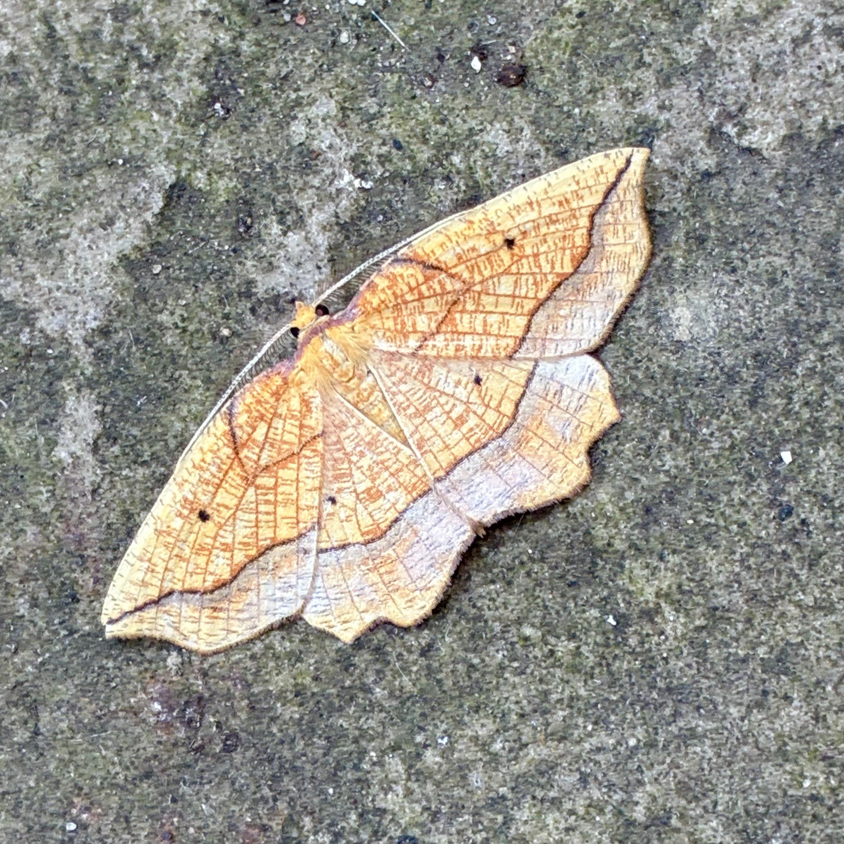 Overhead photograph of a Bordered Beauty moth resting completely flat, wings outstretched on a mottled grey stone surface. Its forewings are so outstretch it is revealing its hindwings between them. The forewings and hindwings are bright yellow-orange, slightly shell or crinkled sweet wrapper appearance, covered in a fine network of thin, reddish-brown lines. About two thirds of the way down the wings, a distinct, dark purplish-brown line runs continuously across all four wings, dividing the top half of yellow-orange area from a broad, pale purplish-grey outer border below it. Each of the four wings features a single small, black dot near the center. The outer margins of the wings are sharply scalloped. The head and thorax are golden-yellow, with two pale antennae swept along the straight leading (top) edges of the forewings