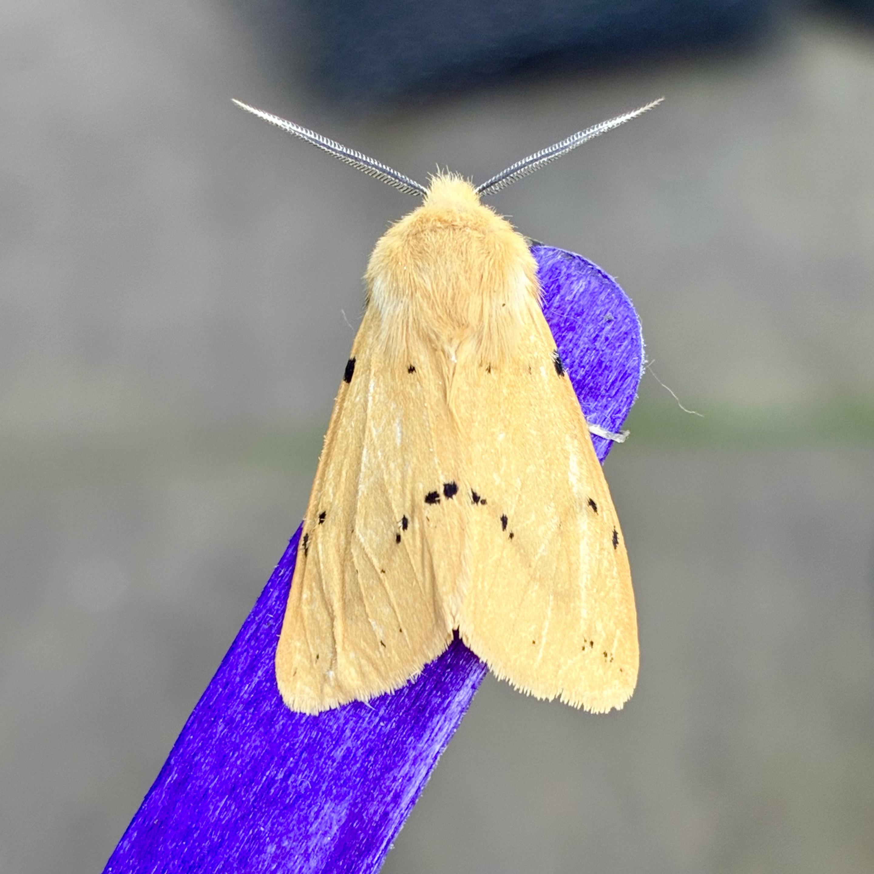 Overhead shot of a 2cm chunky arrowhead shaped moth on a blue lolly stick. The moth is a rich custardy yellow colour, with a wavy line of black dots that start in the bottom left wing corner, rise to the centre and fall to the right wing corner, forming a sort of hill shape. It also has a spare row of dots running horizontally just below its head. Its head is the same colour as its wings but in a furry pentagon shape. It has two thickish antennae what point stiffly up left and up right in a v-shape. The background is blurred grey paving stone.