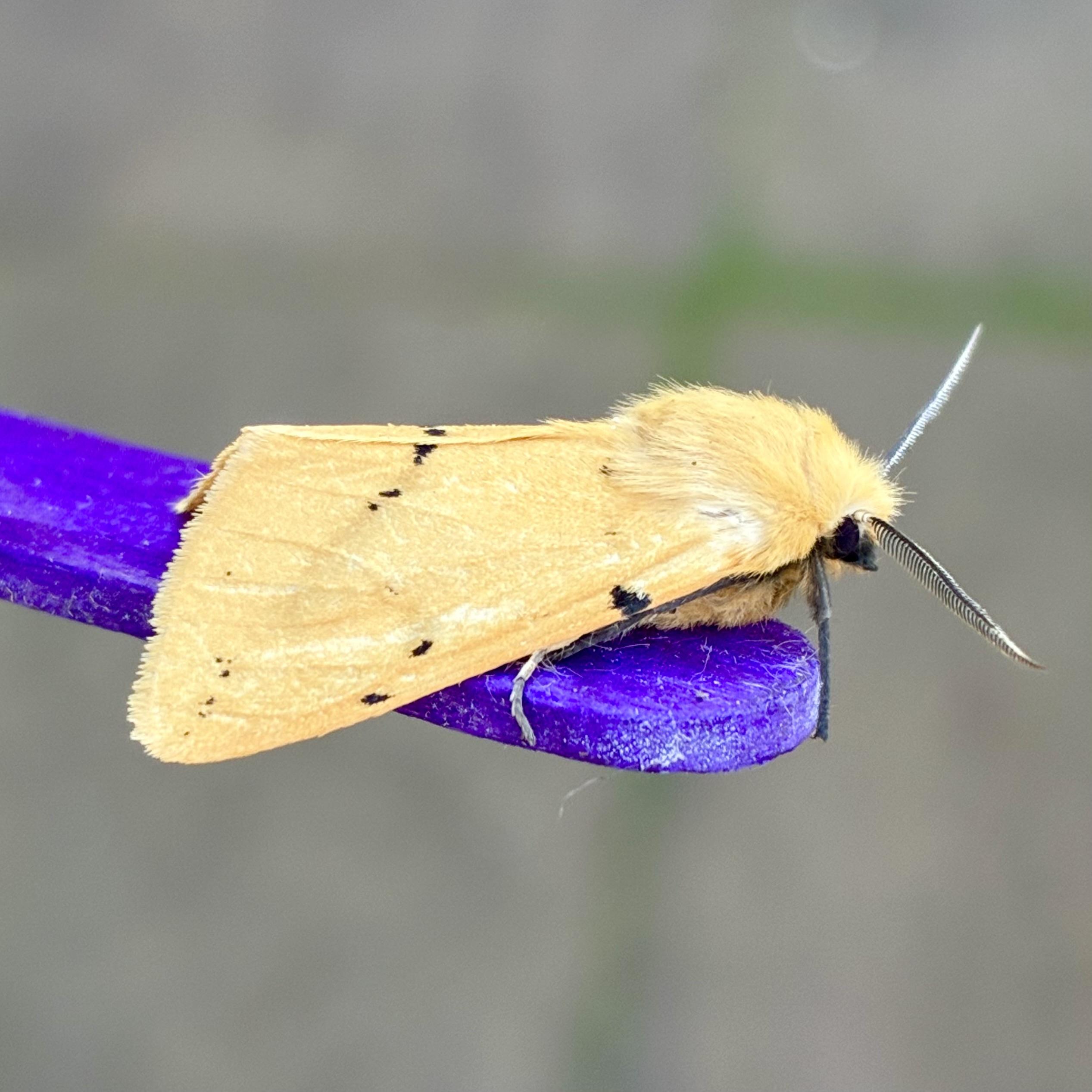 Side on shot of 2cm moth on a blue lolly stick. It faces right. It is a rich custardy yellow with a line of black dots that have clearly come from the far side up to the centre, but visually here slope from the centre of the back down left to the bottom wing corner. There is also a black dot on the wing edge just below its yellow furry head. Its legs grip the side and front of the lolly stick and also visible is a small black compound eye and two antennae pointing stiffly forward in a v shape.