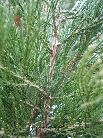blad-leaf-blatt-feuille-hoja