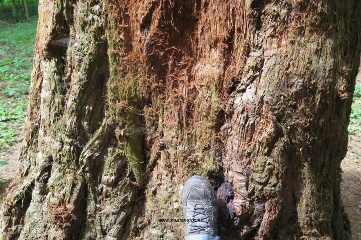 bast-bark-rinde-ecorse-corteza