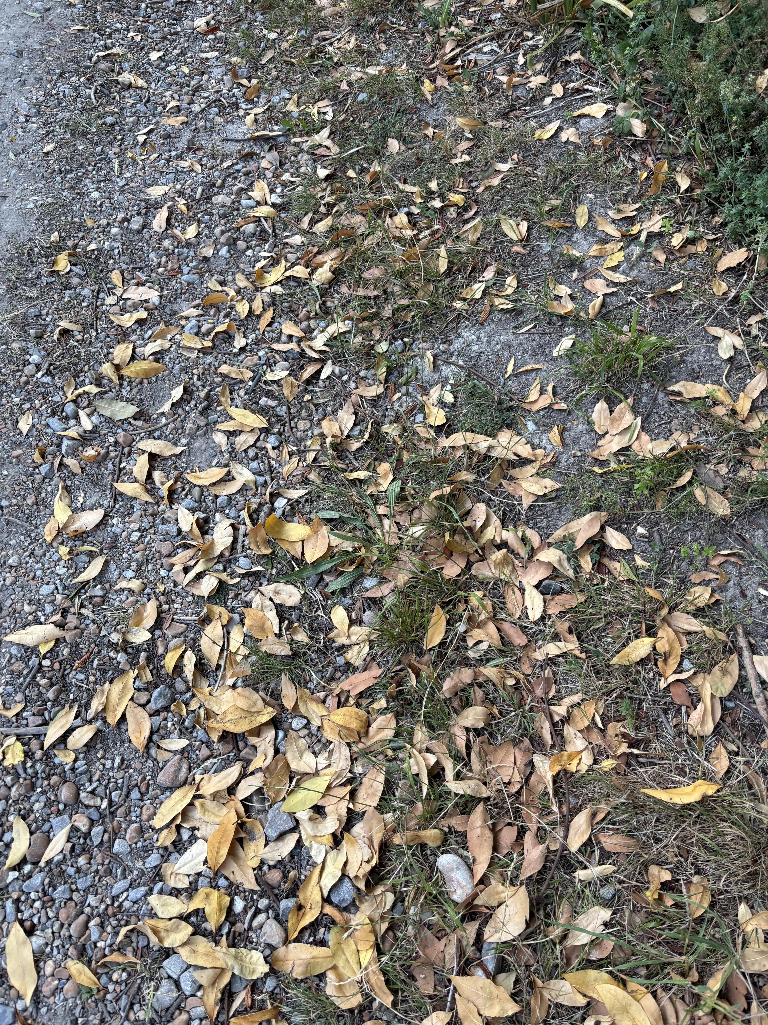 Dried leaves on ground