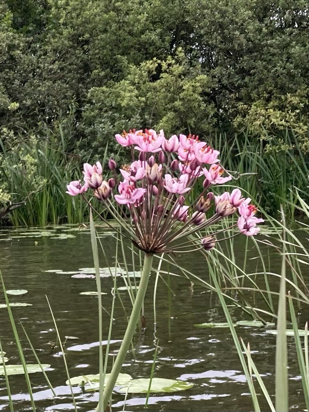 A flower like an upside-down umbrella with small pink flowers at the end of each little stem. Water with lilies, reeds and shrubs in the background.