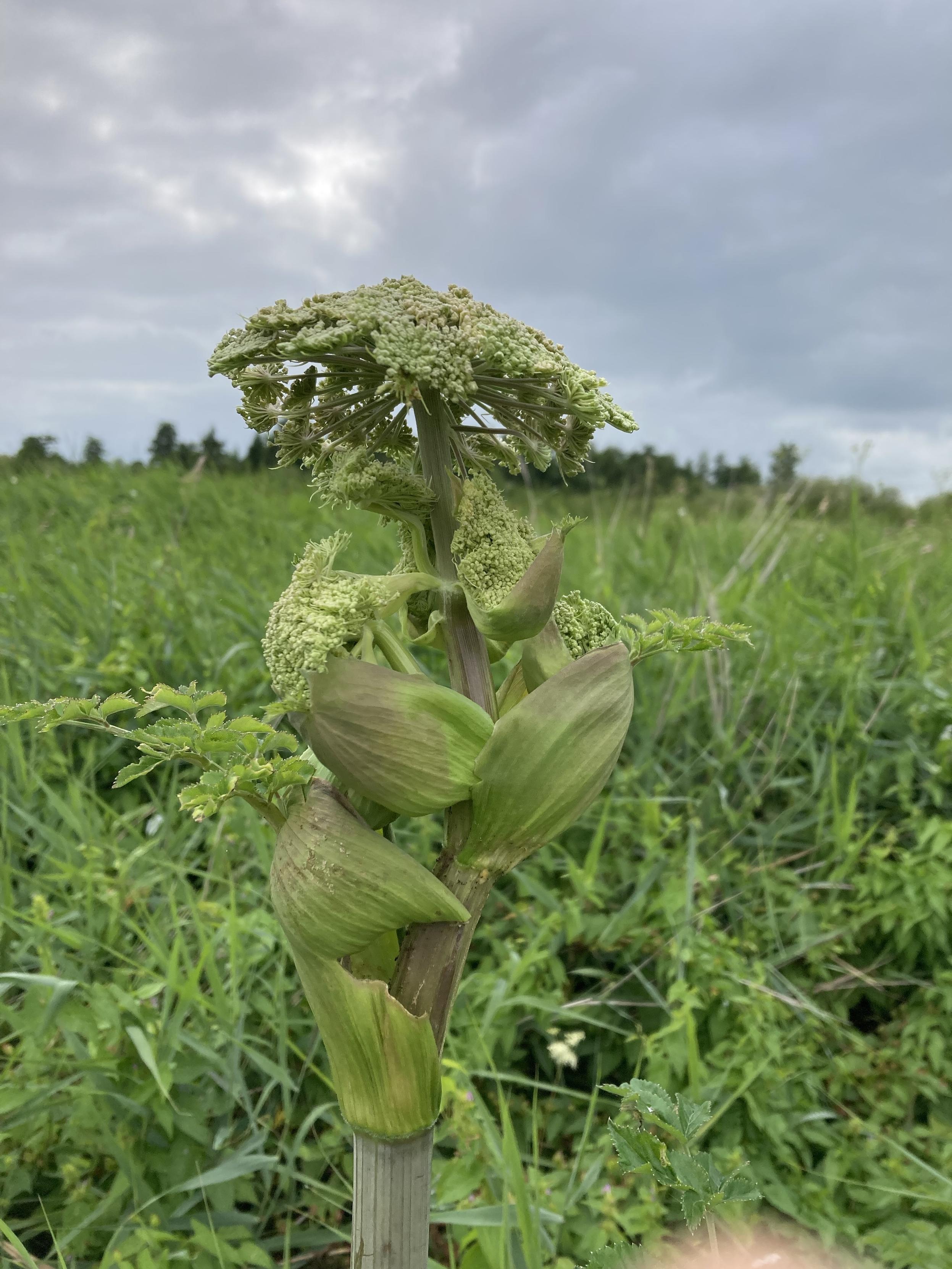 A close-up of a green flowering plant with a cluster of small, delicate flowers at the top, surrounded by leafy buds. The background features grassy fields under a cloudy sky.
