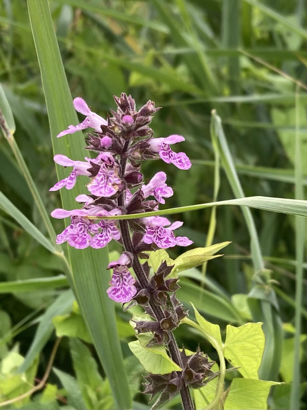 A dark purple stem with little pink flowers with a darker pink pattern on the petals, surrounded by reeds