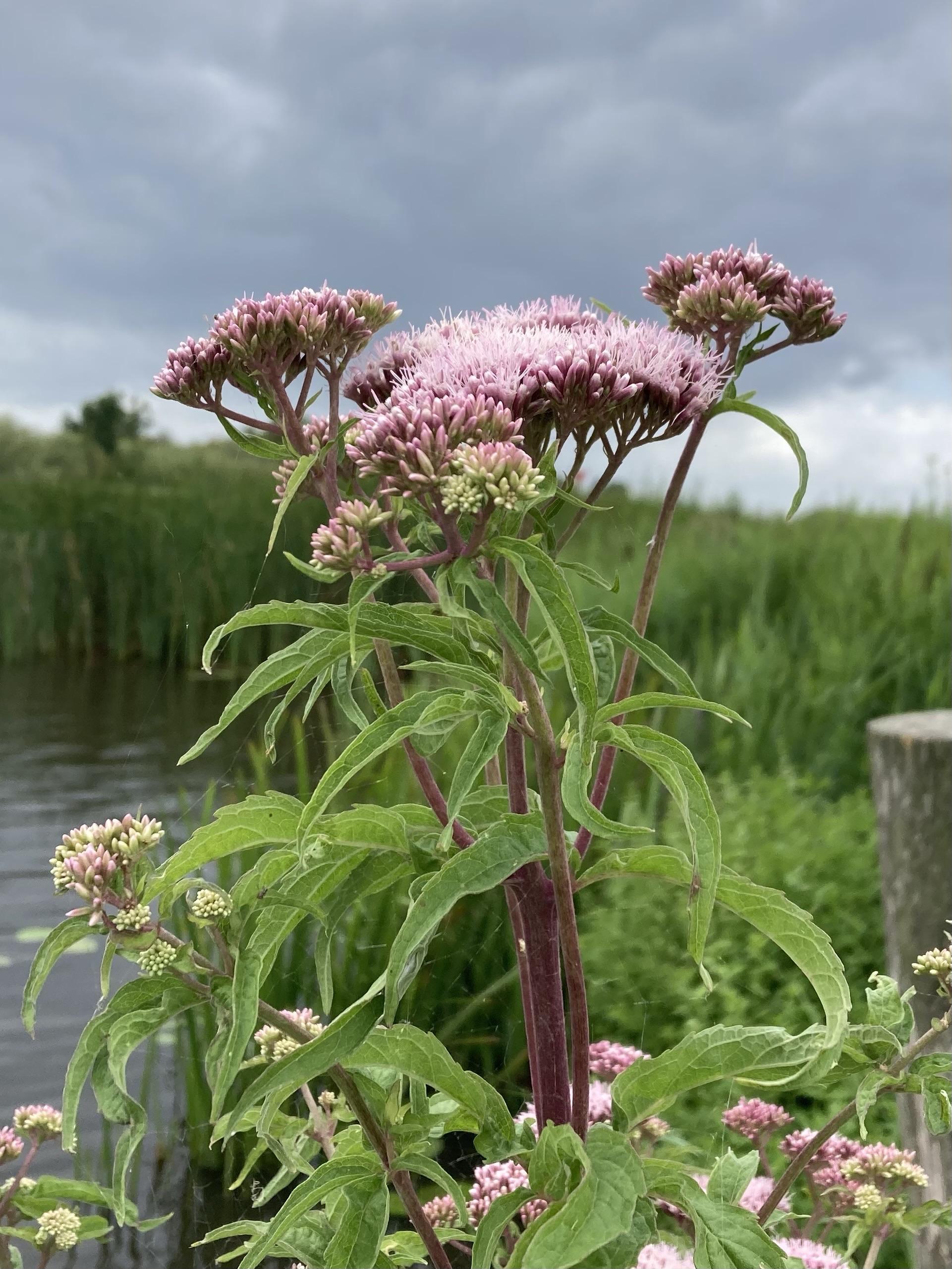 Close-up of a screen flower with burgundy stems and thin green leaves, the flowers in the screen are pink. Water and reeds in the background under a cloudy sky.