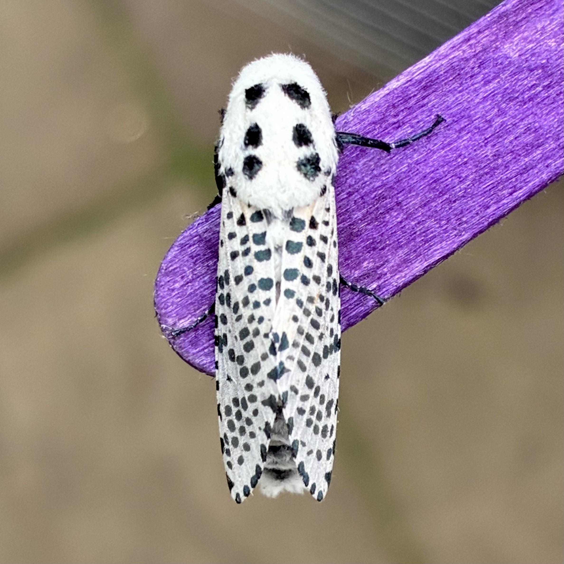 Overhead shot of 2cm moth on a purple lolly stick. The moth is straight vertical and sits across the end of the lolly stick which points towards the 1:00pm clock position. The moth is snow white with lots of small black dalmatian dog like spots. Its head is more furry and has 6 uniform, slightly larger spots in two vertical rows of three. The moth is quite narrow but fairly chunky.