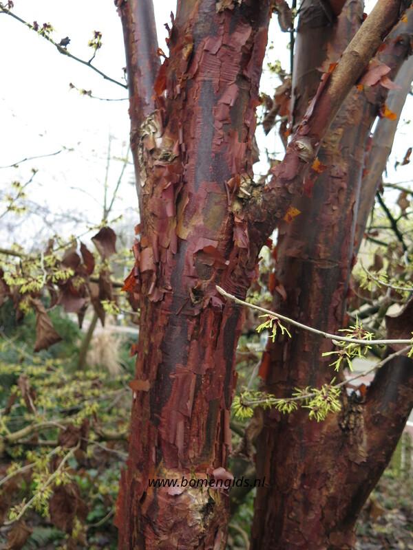 Bark of Acer griseum