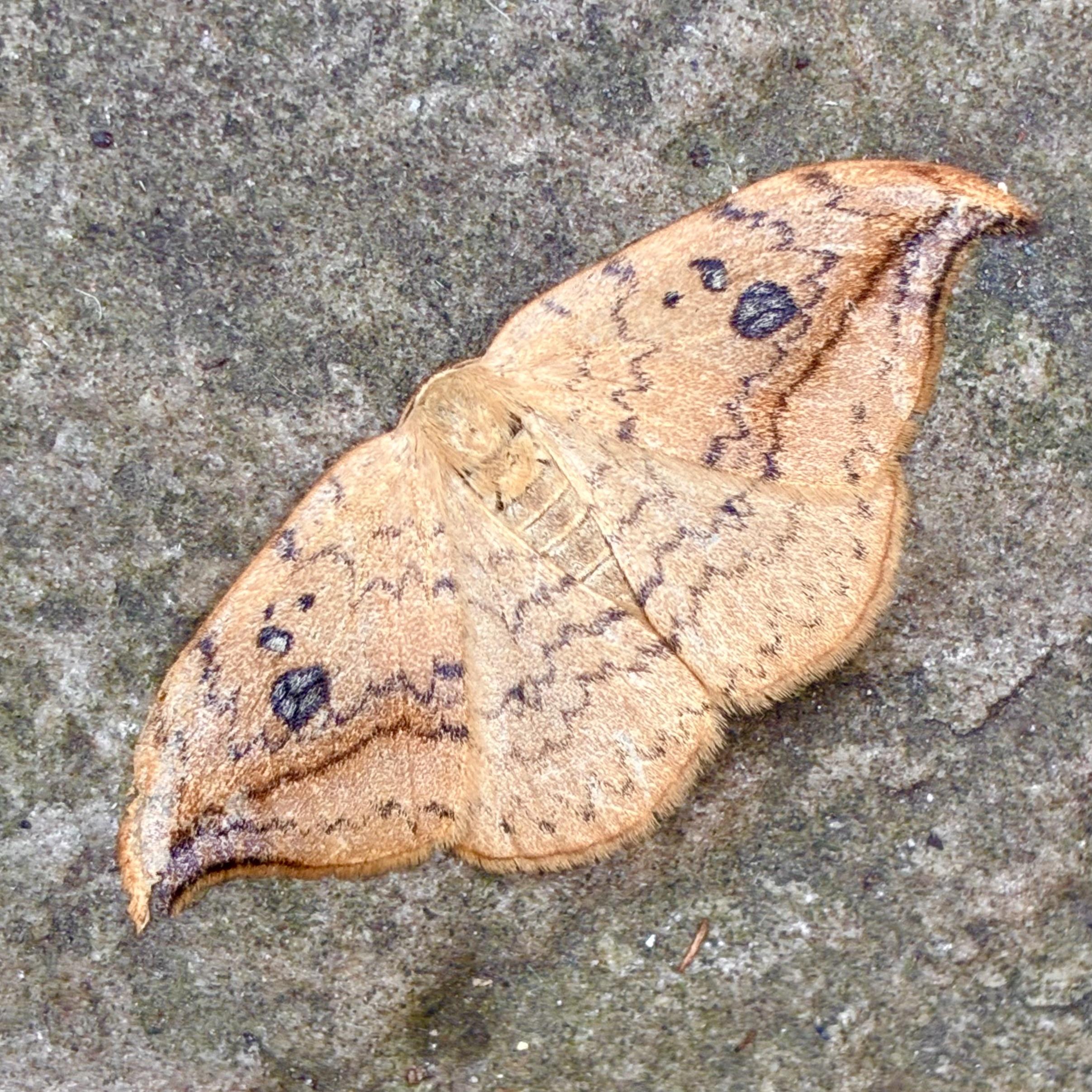 Overhead shot of a flat, sandy-brown moth resting flat on grey stone with its wings spread open. The moth has distinct, hooked tips at the ends of its upper wings, faint squiggly brown lines running across, and a dark pebble-like spot with a small white centre in the middle of each forewing. The two pebble dots and the wavy lines below almost give it the sense of eyes and a mouth smiley face appearance