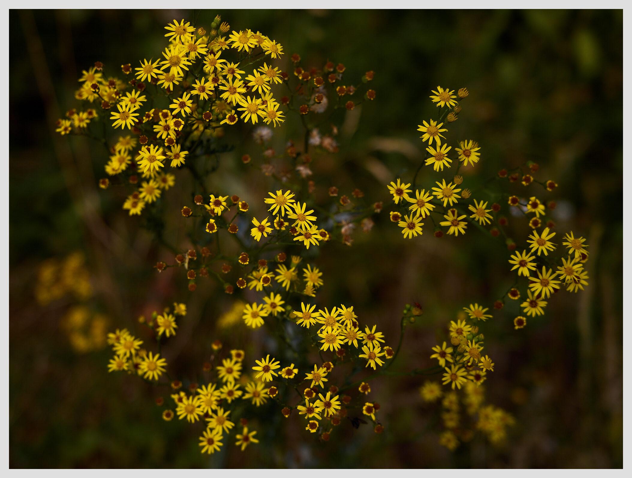 Vertical images of a cluster of bright yellow wildflowers, photographed from straight above with a narrow depth of field. The background is muted and blurred.