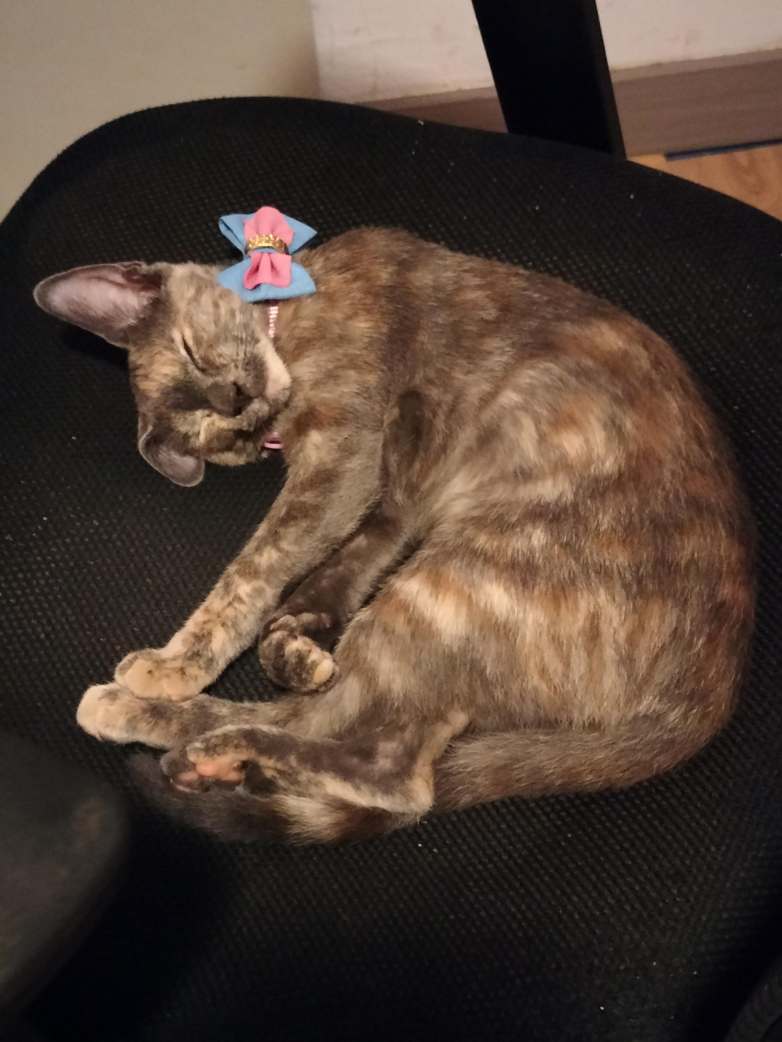 Sleeping dilute tortie cat with a pink bow around her neck.