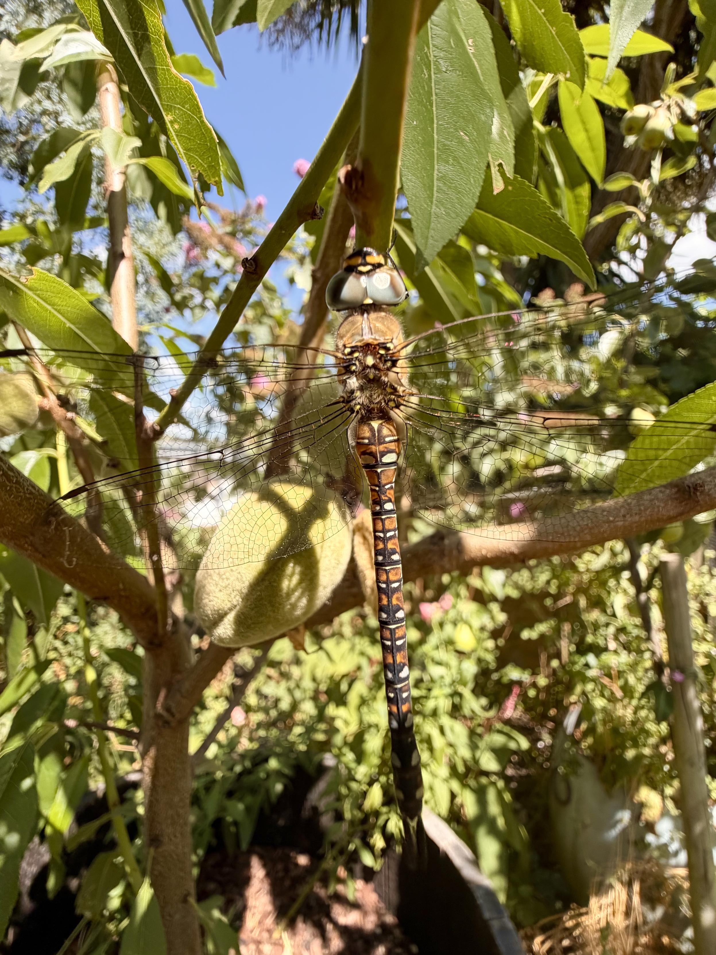 A close-up view from of a Migrant Hawker dragonfly resting vertically on a thin branch of an almond tree. It has large pale blue compound eyes, clear delicate wings spread wide, and a long dark tail patterned with bright blue, chocolate brown, and yellow spots. Fuzzy green foliage and a green almond in its fuzzy hull surround the insect under a bright, sunny sky.