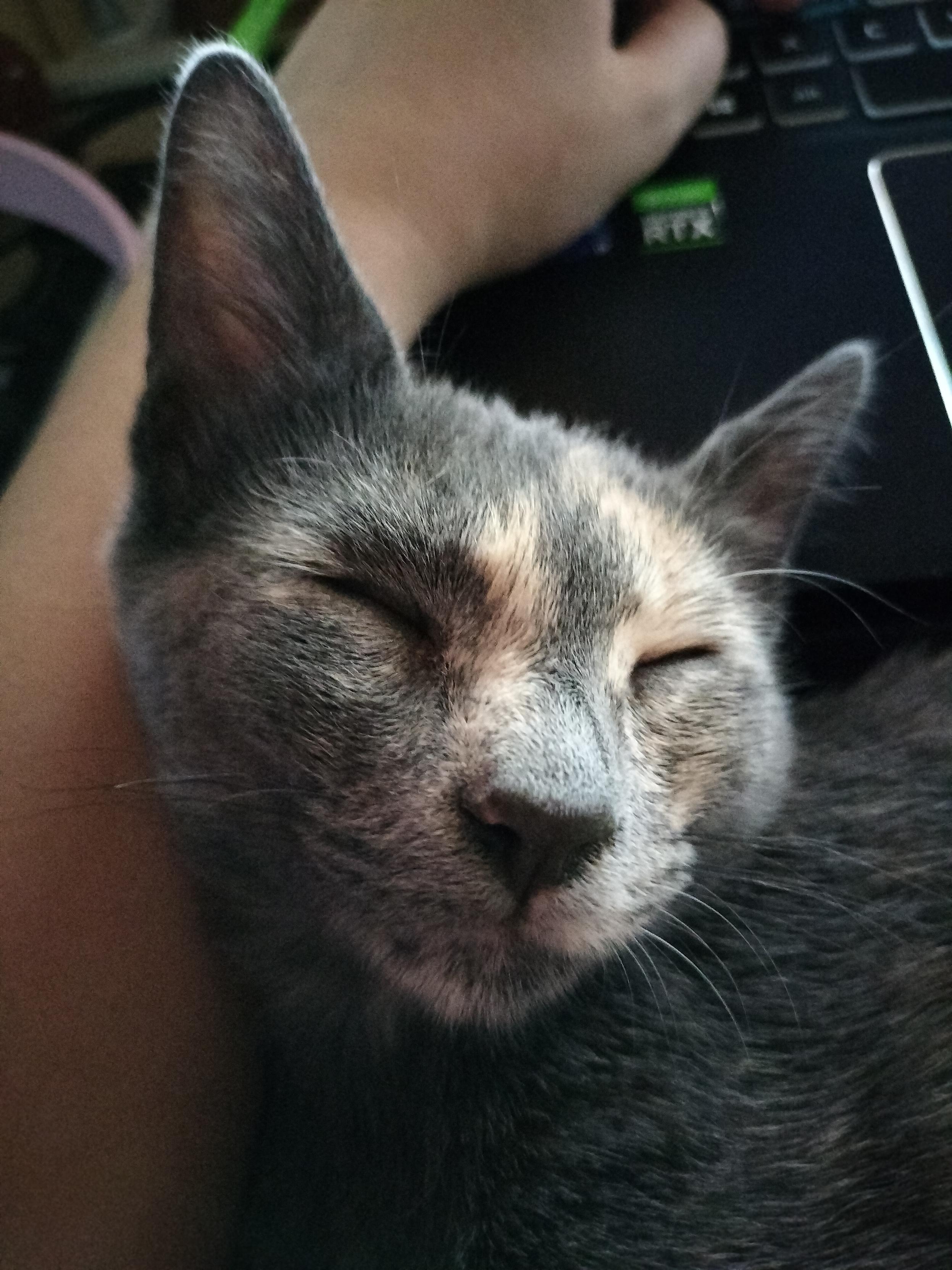 Portrait of a dilute tortie cat sleeping in my arm.