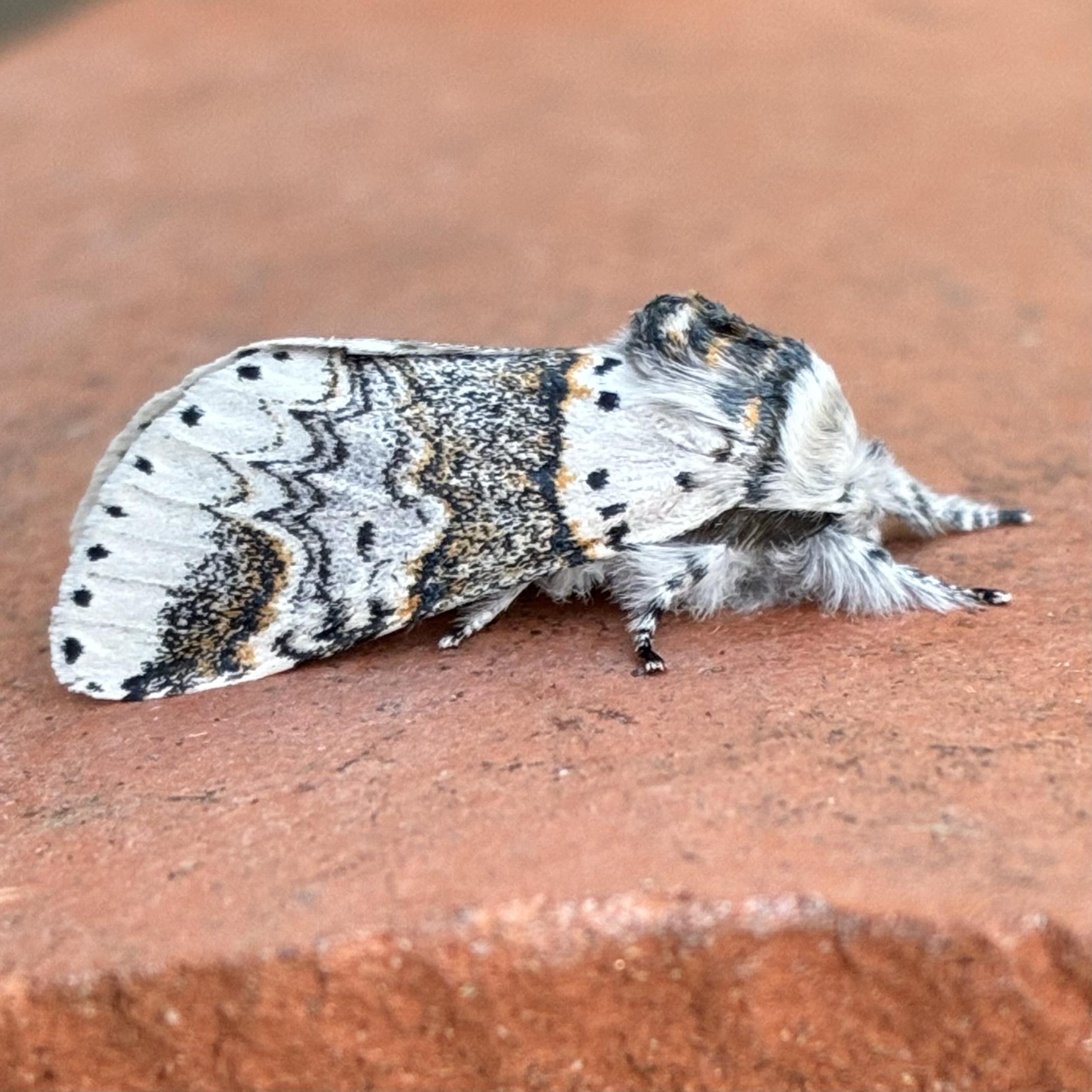 Side-profile close-up of a Sallow Kitten moth on terracotta. It faces right Its wings are mostly light grey and white, dominated by a broad, dark grey, deeply speckled central band (running across the wings, so vertically as we look at the image) edged in orange-gold. Tiny black dots are scattered between the band and the head and then another set along the outer wing margin on the extreme left. Its head has a swept-back dark grey tuft atop and both its face area and front legs, which it extends forward of its head, are covered in thick, soft, light grey fur.