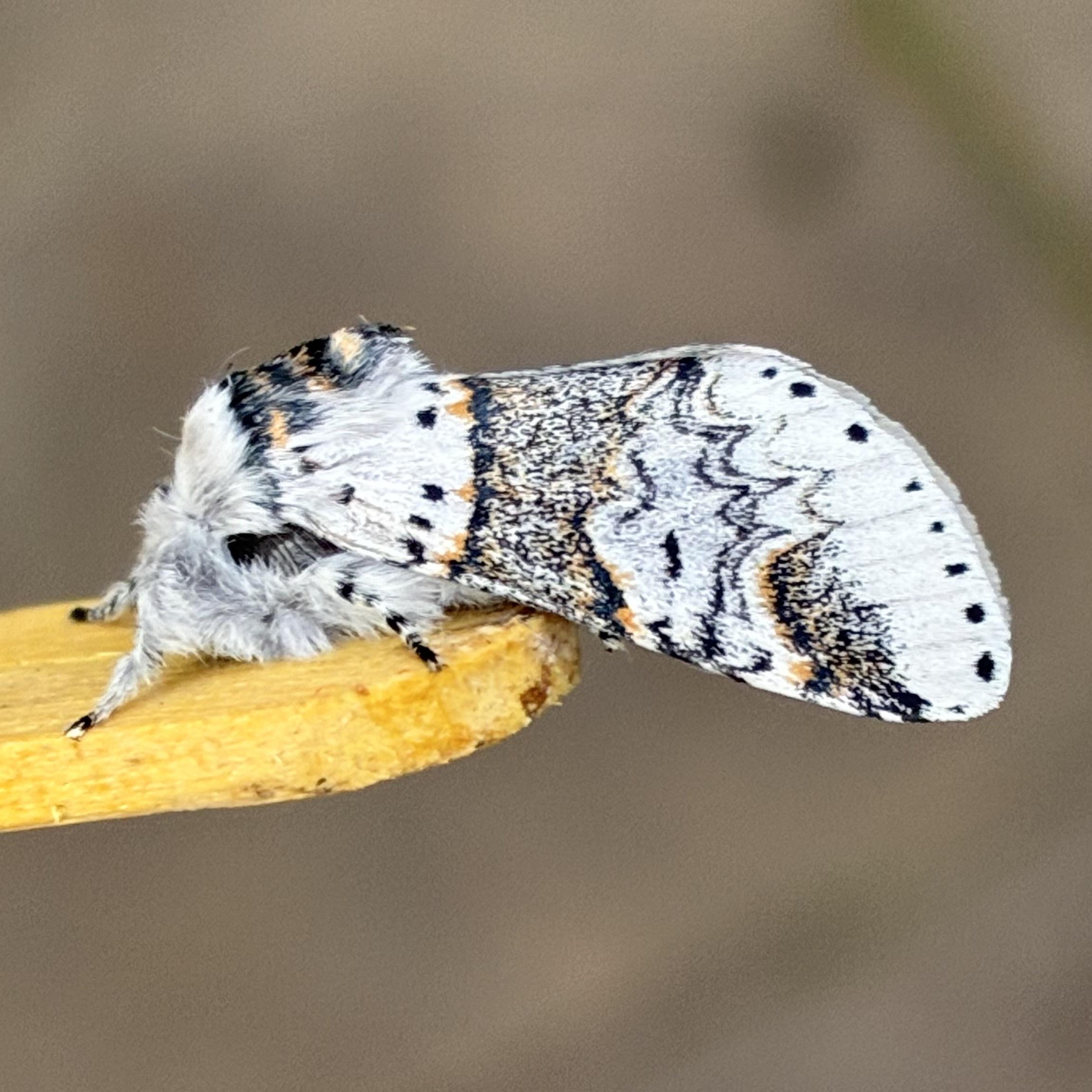 Side-profile close-up of a Sallow Kitten moth on a yellow lolly stick. It faces left, so mirroring the previous image. Its wings are mostly light grey and white, dominated by a broad, dark grey deeply speckled central band (running across the wing, so looks vertical on the image) edged in orange-gold. Tiny black dots are scattered between the band and the head and then again along the outer wing margin on the extreme right. It has a dark grey furry tuft on its head. It extends its front legs  forward of its head to grip the lolly stick and both head and legs are covered in thick, soft, light grey fur.