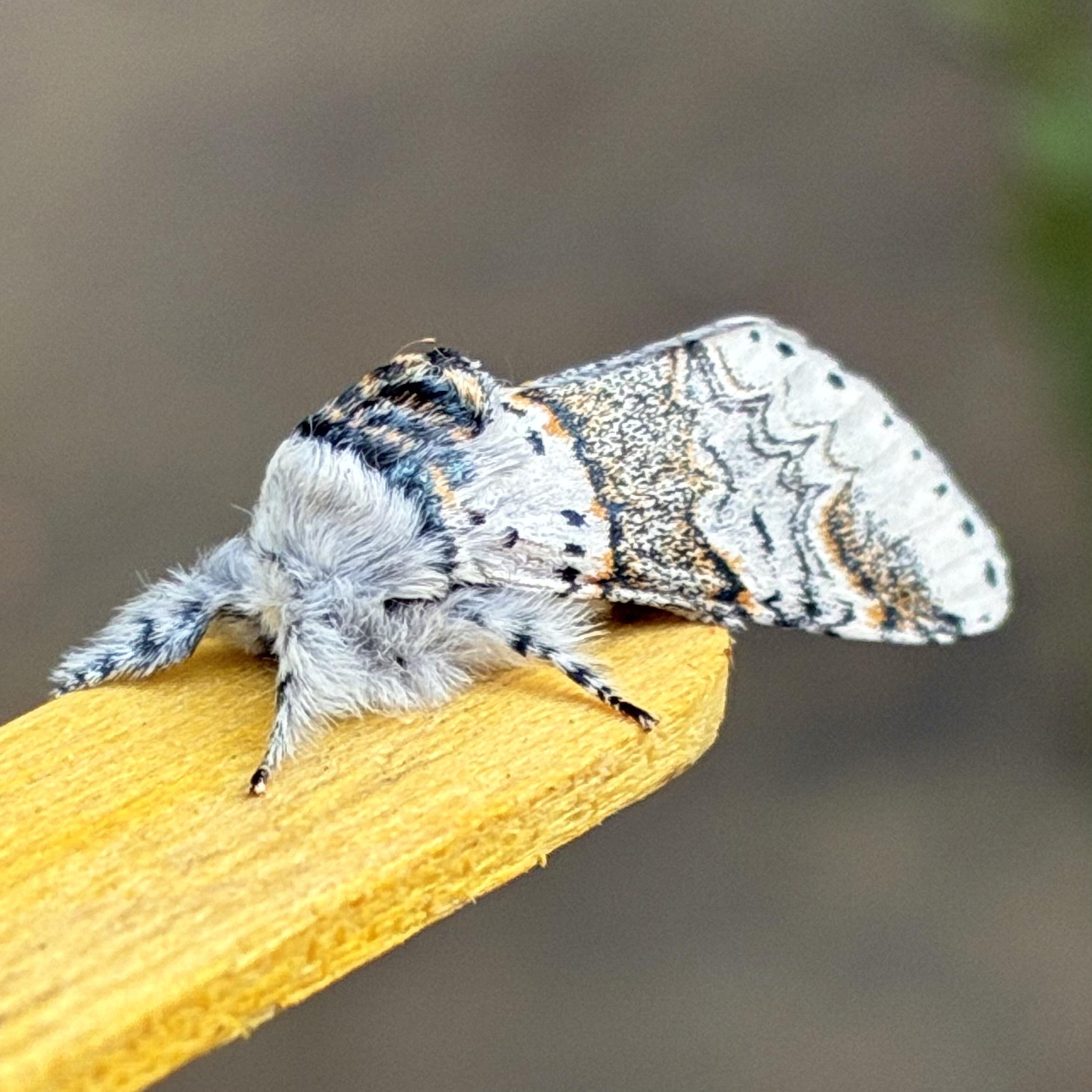 An angled front and side on shot of a sallow kitten moth on a lolly stick. This shows its grey furry head and legs in more detail, as well as the dark grey swept back tuft atop its head. It's wings stretch back and to the right. The wings have a dark grey speckled band running across them, edged in orange-gold and there are tiny black dots running along the back wing edge.