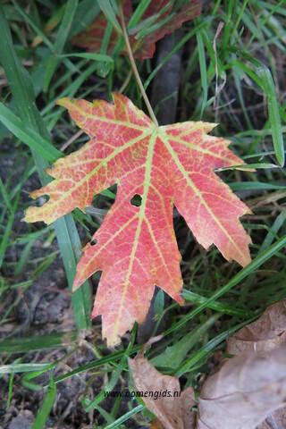Photo of treespecies Acer sacharinum : Category is blad-leaf-blatt-feuille-hoja