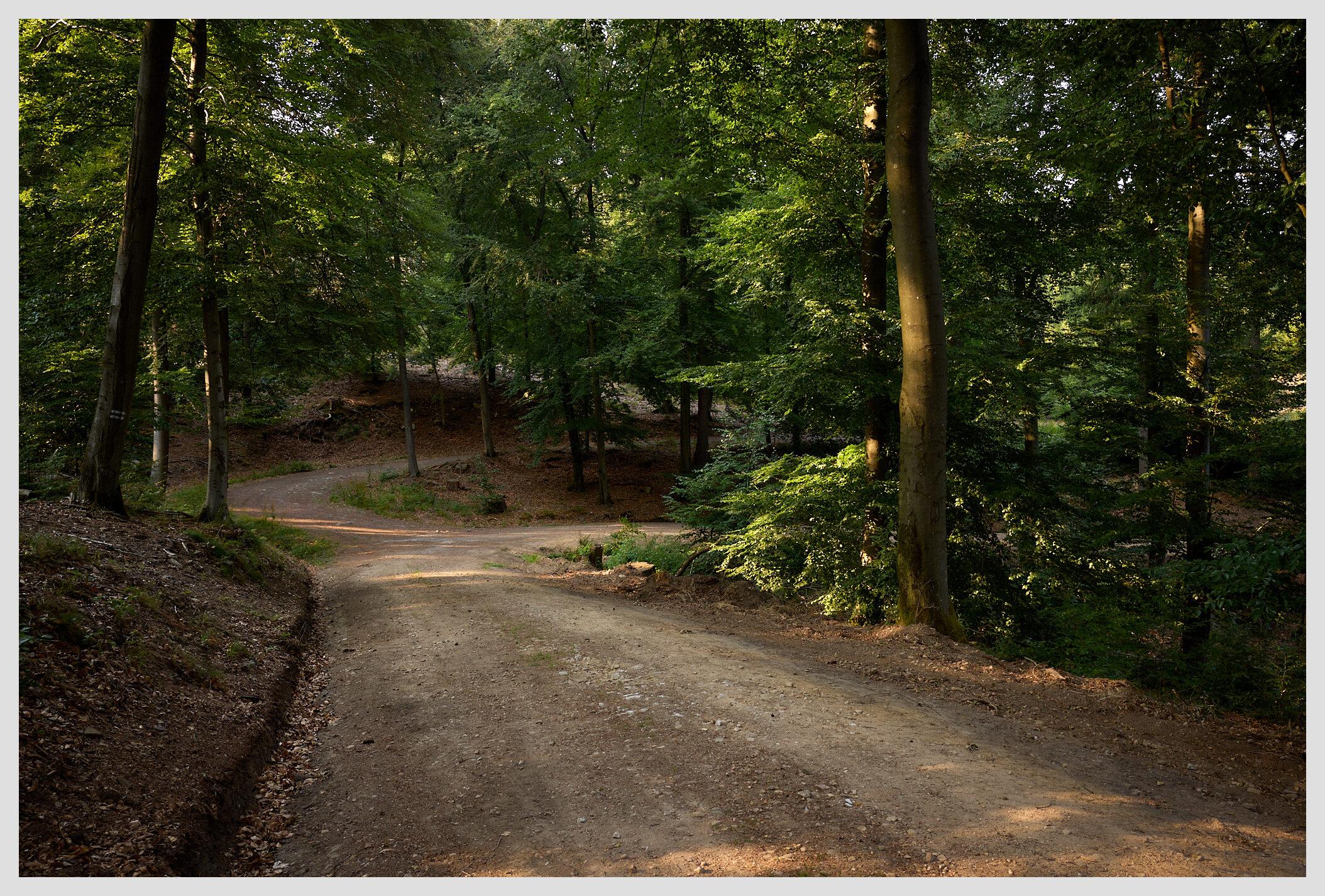 Horizontal image of a broad hiking trail lined by tall green trees in a forest. In the background it meets three other trails at a crossroads.